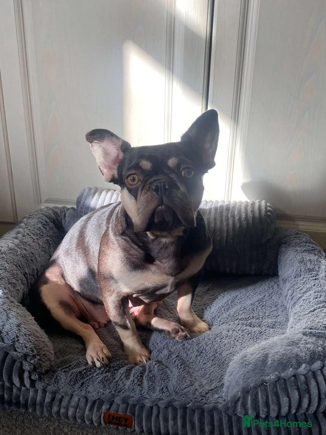 French Bulldog dogs for sale: Lovely female French bulldog - Advert 4