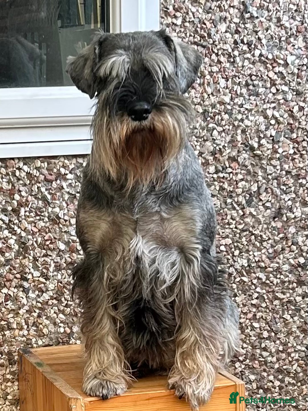 Schnauzer dogs for sale: Male adult standard schnauzers  - Image 4
