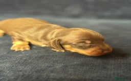 Miniature Dachshund dogs for sale: Miniature dachshund puppies  - Image 4