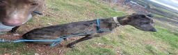 Mixed Breed dogs for stud: Collie bull greyhound stud in Castleford - Advert 2
