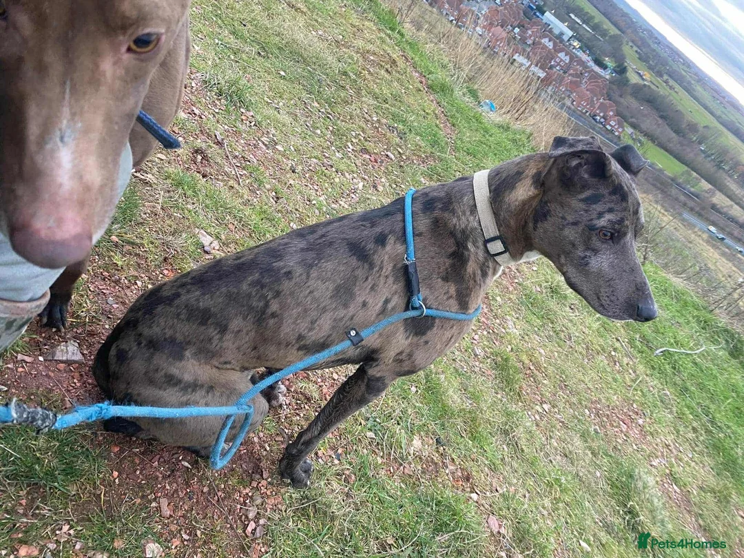 Mixed Breed dogs for stud: Collie bull greyhound stud in Castleford - Advert 2