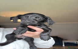 Cockapoo dogs for sale: Cockapoo/sprocker ready to leave 1 male - Image 4