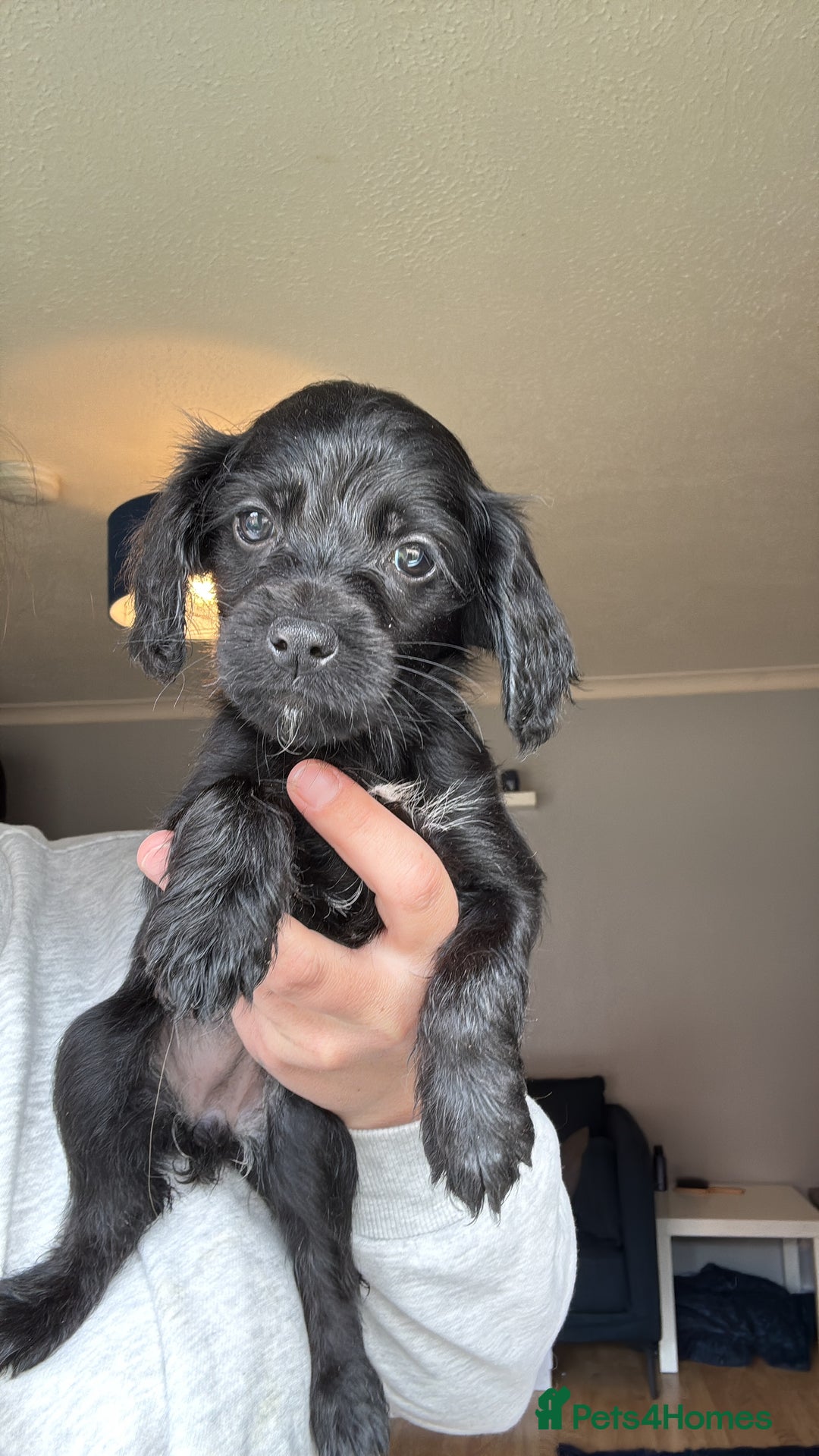Cockapoo dogs for sale: Cockapoo/sprocker ready to leave 1 male - Image 4