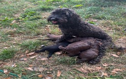 Mixed Breed dogs for sale: 2 beautiful puppies  - Image 2