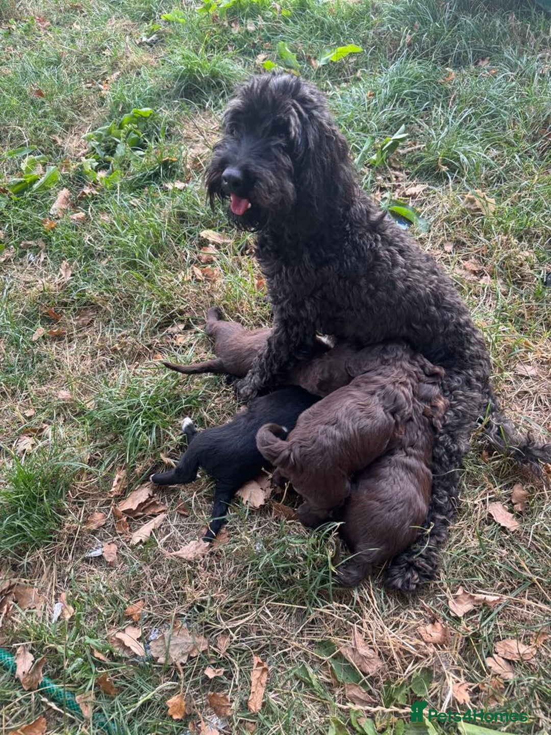 Mixed Breed dogs for sale: 2 beautiful puppies  - Image 2