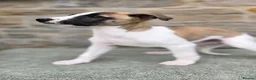 Whippet dogs for sale: Pedigree bred show whippets  - Advert 7
