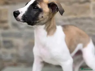Whippet dogs Pedigree bred show whippets - Advert 5