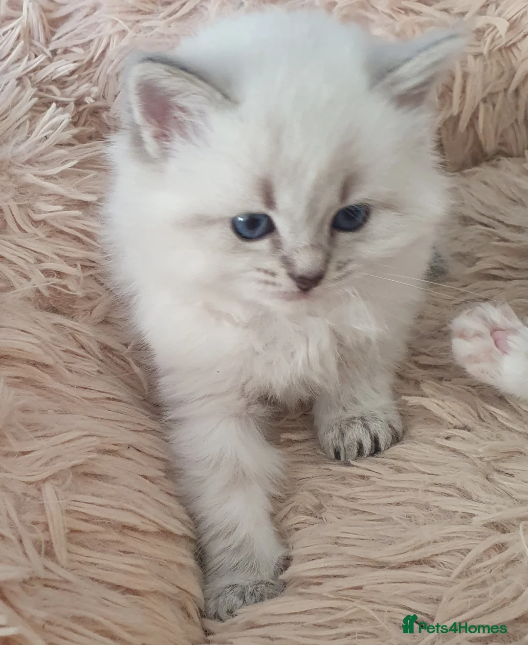 Siberian cats for sale: Gorgeous Siberian Neva Masquerade Kittens in Holyhead - Advert 2