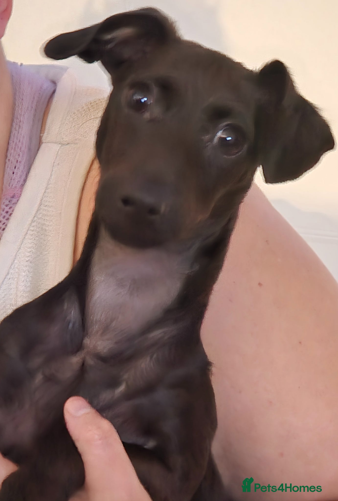 Dachshund dogs Puppy - Advert 16