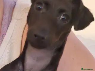 Dachshund dogs Puppy - Advert 16