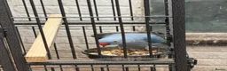 Ringnecks birds for sale: Blue mail - Advert 9