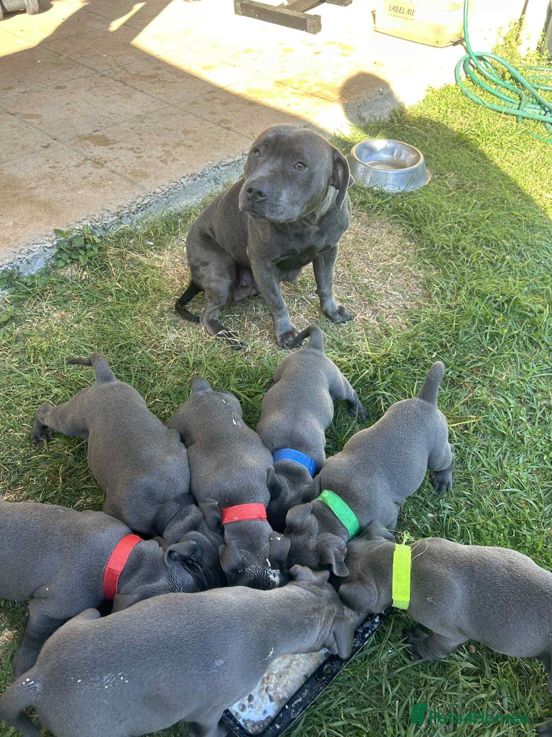 Staffordshire Bull Terrier dogs for sale: Staffordshire Bull Terrier Puppies for Sale - Advert 9