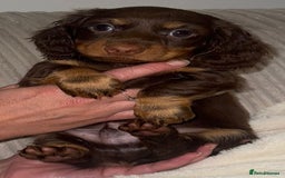 Dachshund dogs for sale: 4 long haired miniature dachshunds. - Image 6