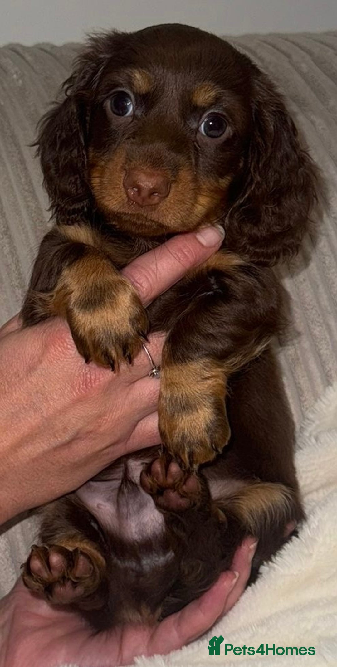 Dachshund dogs for sale: 4 long haired miniature dachshunds. - Image 6