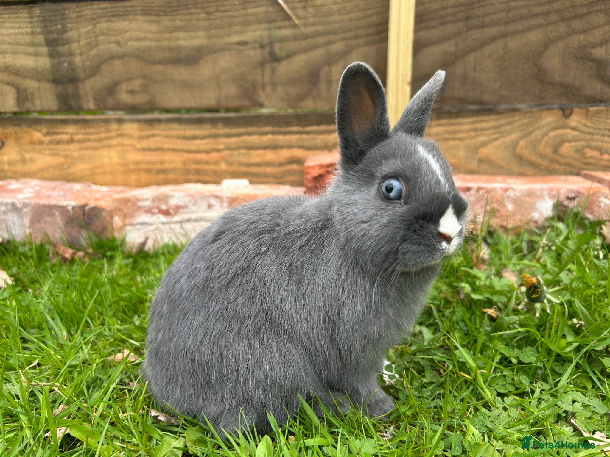 Lionhead rabbits Lion head bunnies - Advert 7