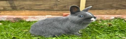 Lionhead rabbits for sale: Lion head bunnies in Whitchurch - Advert 1