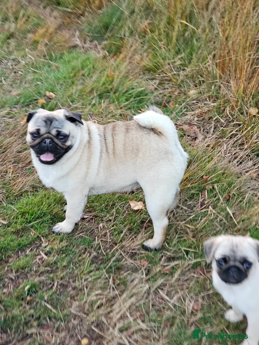 Pug dogs for sale: Pug puppies Kc registered  - Advert 10