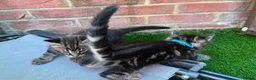 Bengal cats for sale: Bengal X Maine Coon Kittens  in Lyme Regis - Advert 19