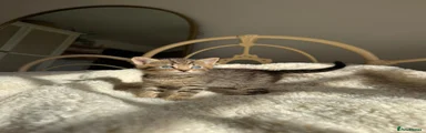 British Shorthair 4