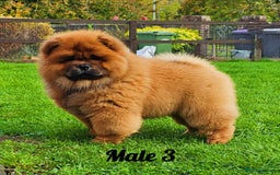 Chow Chow dogs for sale: Crufts champion pedigree  - Image 1