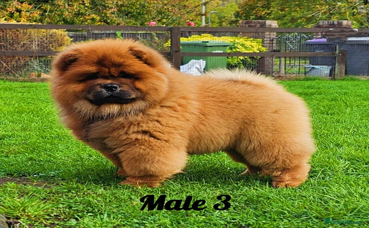 Chow Chow dogs - Advert 2