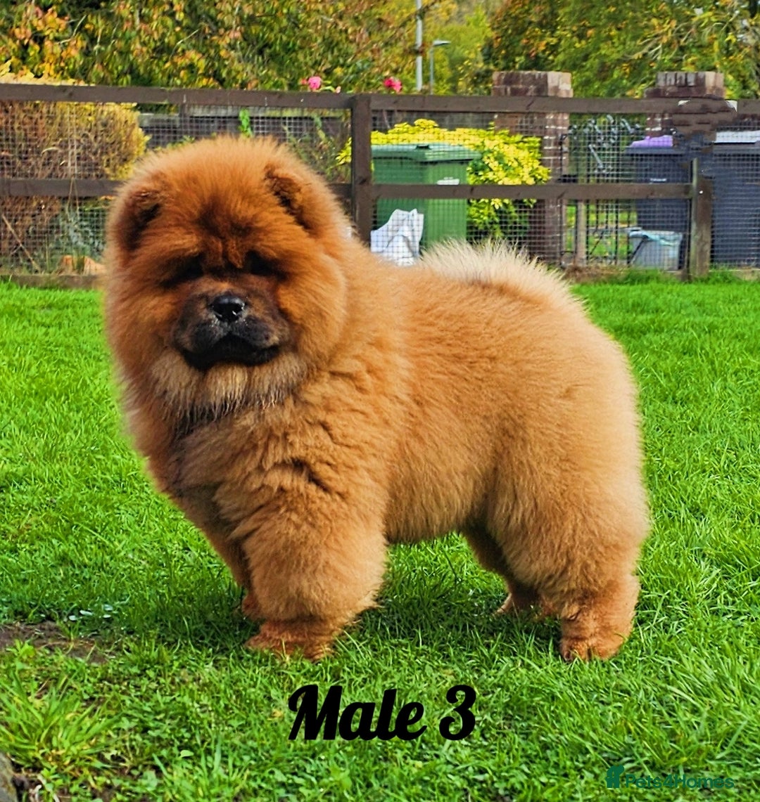 Chow Chow dogs for sale: Crufts champion pedigree  - Image 1