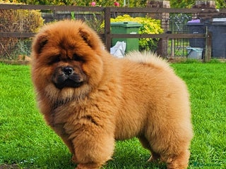 Chow Chow dogs - Advert 3
