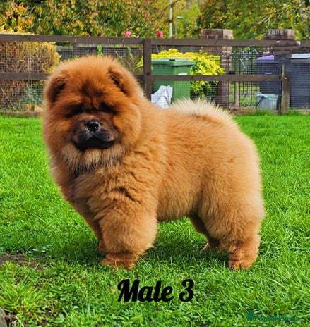 Chow Chow dogs - Advert 1