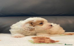 Cavapoo dogs for sale: Super cute, health tested, friendly Cavapoo pups  - Image 5