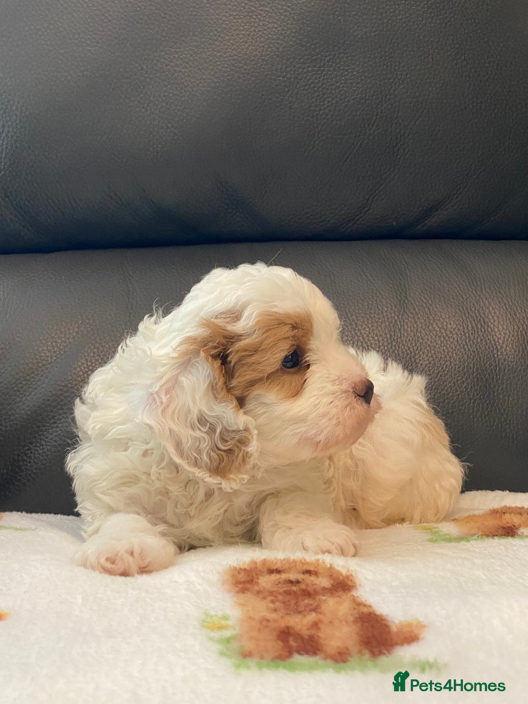 Cavapoo dogs for sale: Super cute, health tested, friendly Cavapoo pups  - Image 5