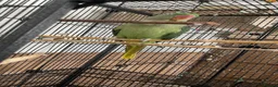 Parakeets birds for sale: Alexandrine Parakeet  in Birmingham - Advert 3