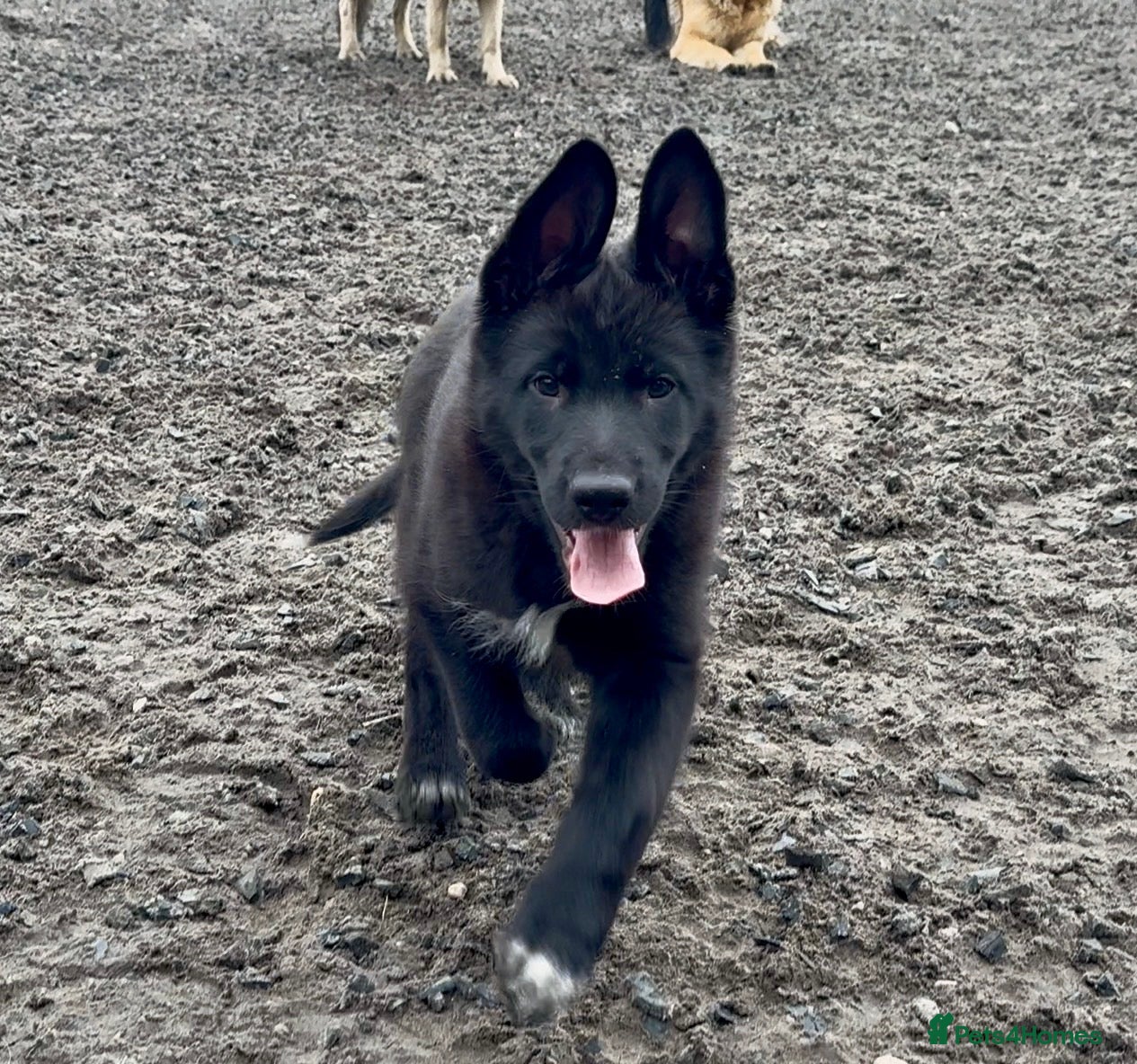 Mixed Breed dogs Beautiful Shollie pups - Advert 10
