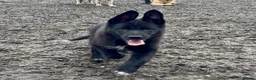 Mixed Breed dogs for sale: Beautiful Shollie pups - Advert 2