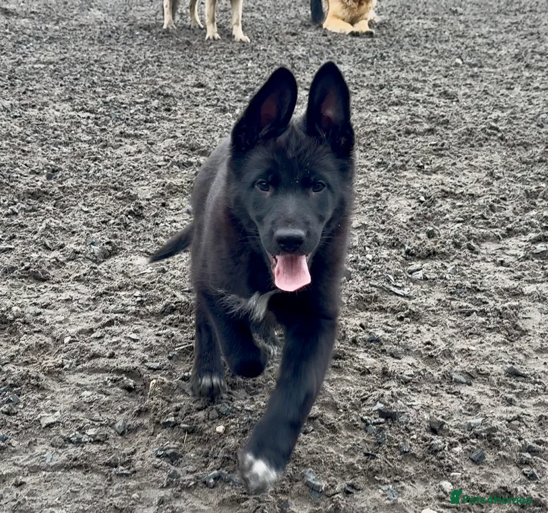 Mixed Breed dogs for sale: Beautiful Shollie pups - Advert 2