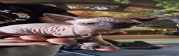 Sphynx cats for sale: Beautifull sphynx kittens for sale. - Advert 6