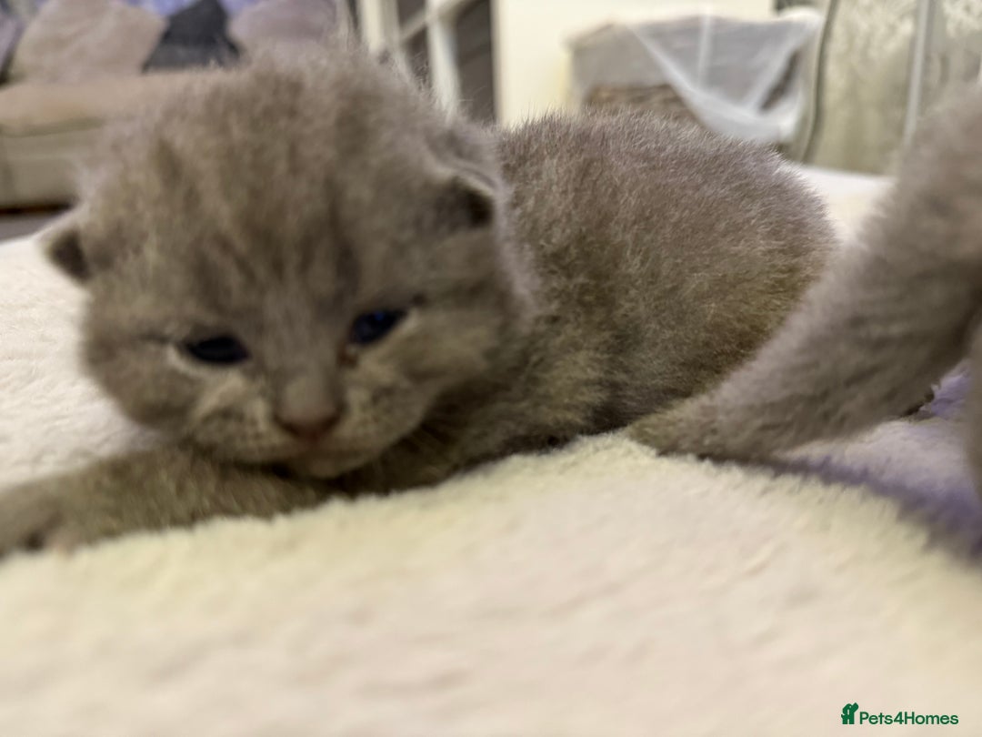 British Shorthair cats for sale: ✨British Shorthair GCCF 5 generation Pedigree✨ - Advert 13