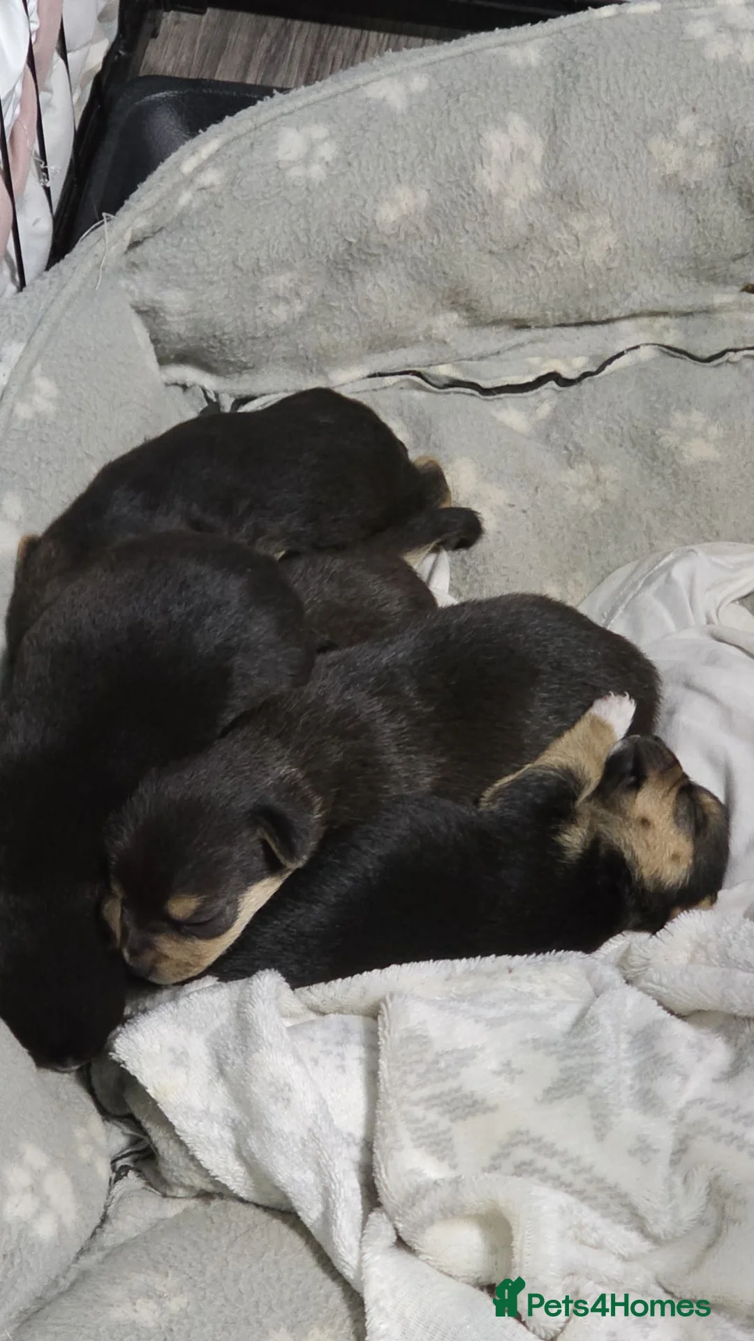 Mixed Breed dogs for sale: Chorkie/Jacawawa - Advert 2