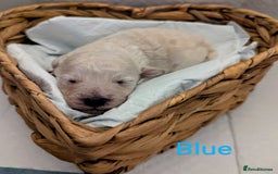 Poochon dogs for sale: Apricot poochons puppies  - Image 14