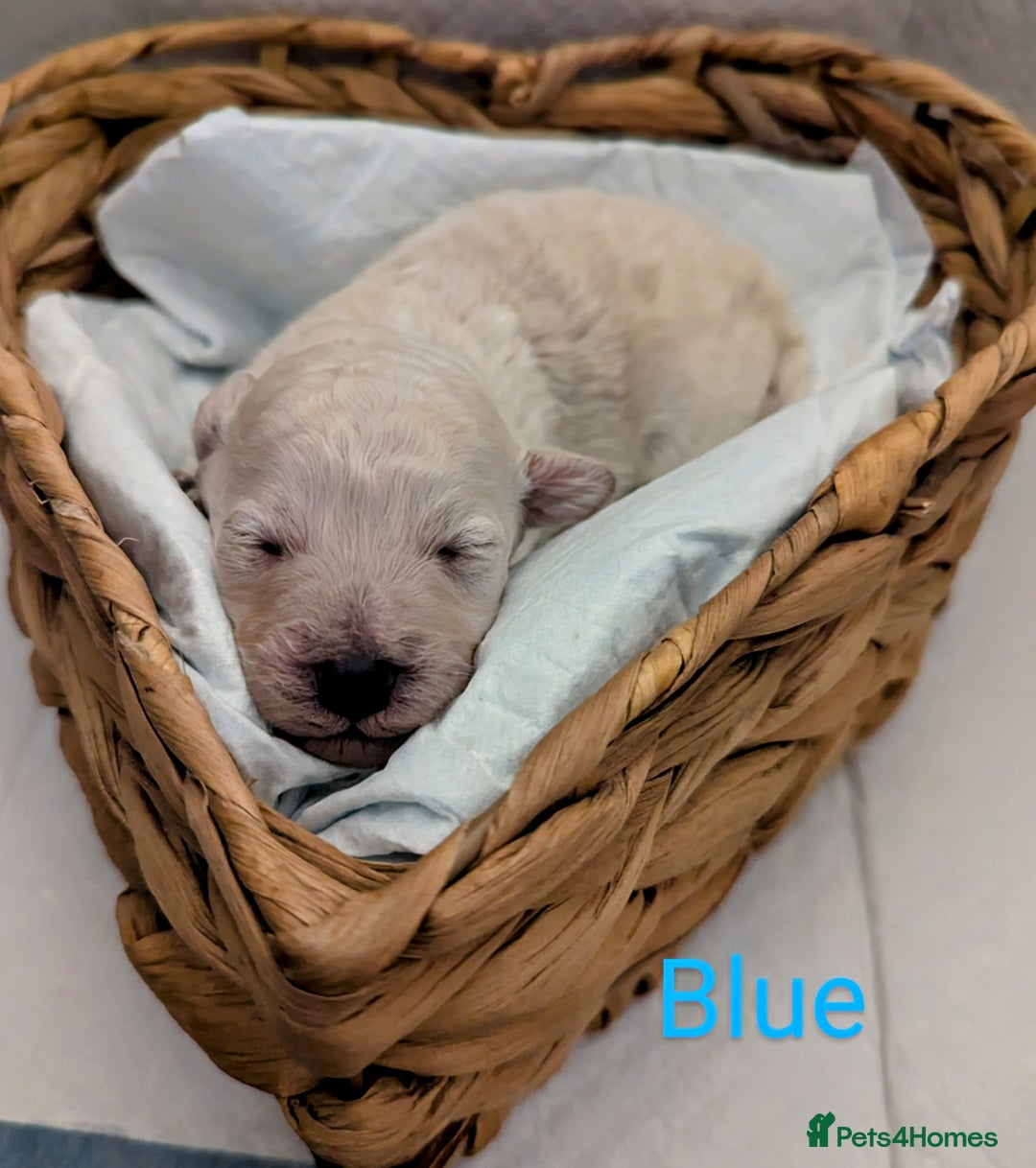Poochon dogs for sale: Apricot poochons puppies  - Image 14