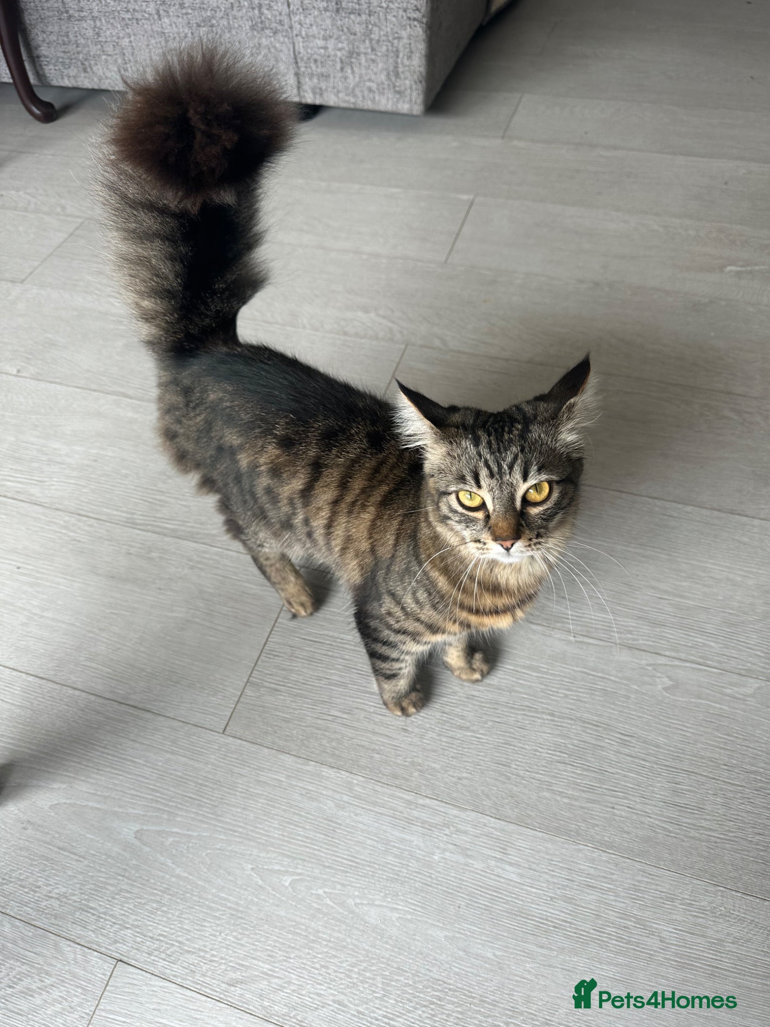 Mixed Breed cats Ready to Go Female Kitten 10 Months Old - Advert 1
