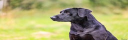 Labrador Retriever dogs for stud: Black labrador stud- FULLY HEALTH TESTED in Leyburn - Advert 3