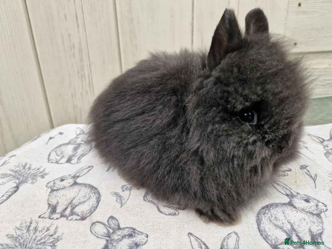 Lionhead rabbits for sale: Purebred Lionhead Baby Rabbits - Advert 6