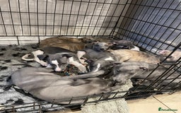 Whippet dogs for sale: Whippet puppies Northamptonshire - Image 15