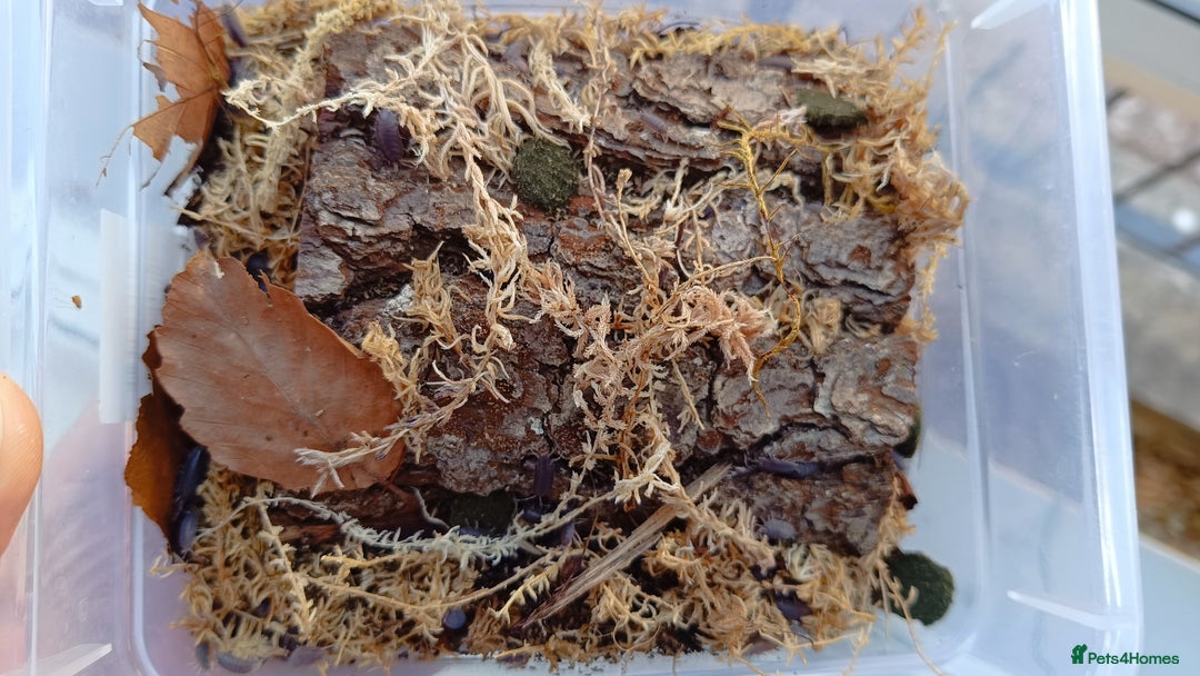 Mixed Breed invertebrates for sale: Tropical Grey Woodlice / Isopods - Huge Colonies - Image 9