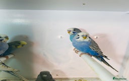 Budgerigars birds for sale: Stunning baby rainbow/pied budgies  in Luton - Image 29