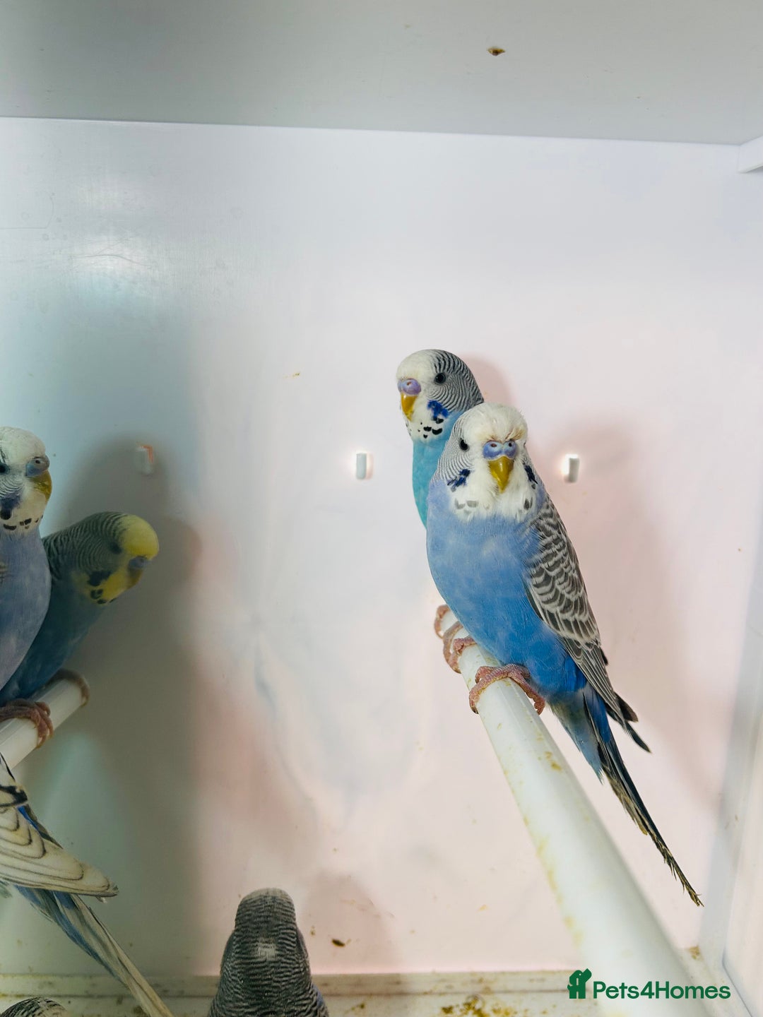Budgerigars birds for sale: Stunning baby rainbow/pied budgies  in Luton - Image 29