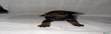 Dobermann Puppy 1