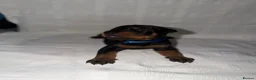 Dobermann dogs for sale: 1 Beautiful Female Doberman Puppy  - Advert 14