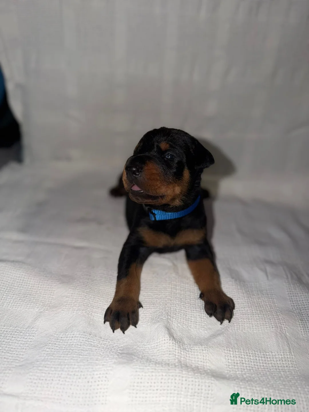 Dobermann dogs for sale: 1 Beautiful Female Doberman Puppy  - Advert 14