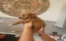 Cockapoo dogs for sale: F1B Cockapoo puppy's x6 stunning colours - Image 9
